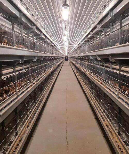 Midlands Poultry Health Centre