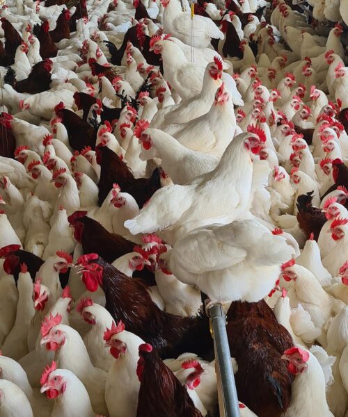 Midlands Poultry Health Centre