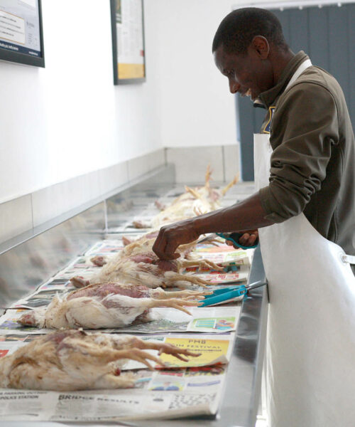 Midlands Poultry Health Centre