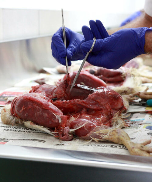 Midlands Poultry Health Centre