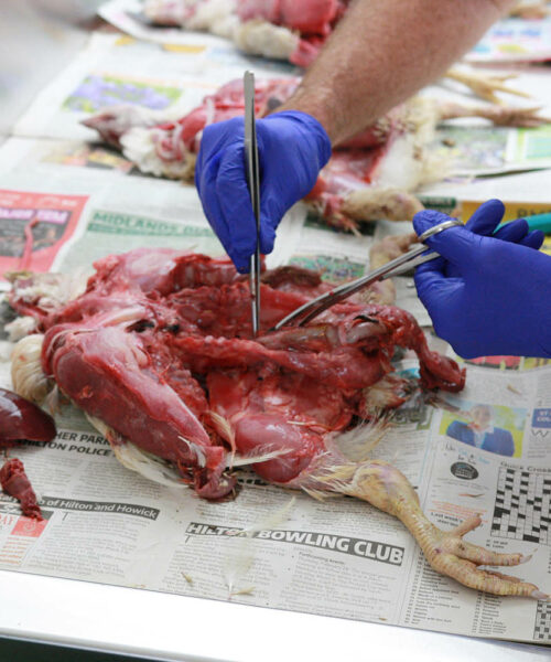 Midlands Poultry Health Centre
