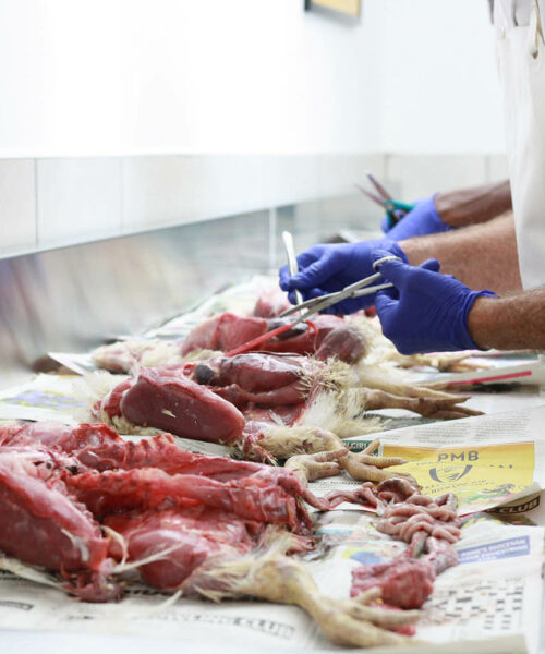 Midlands Poultry Health Centre