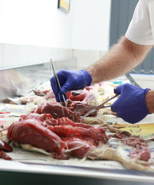 Midlands Poultry Health Centre