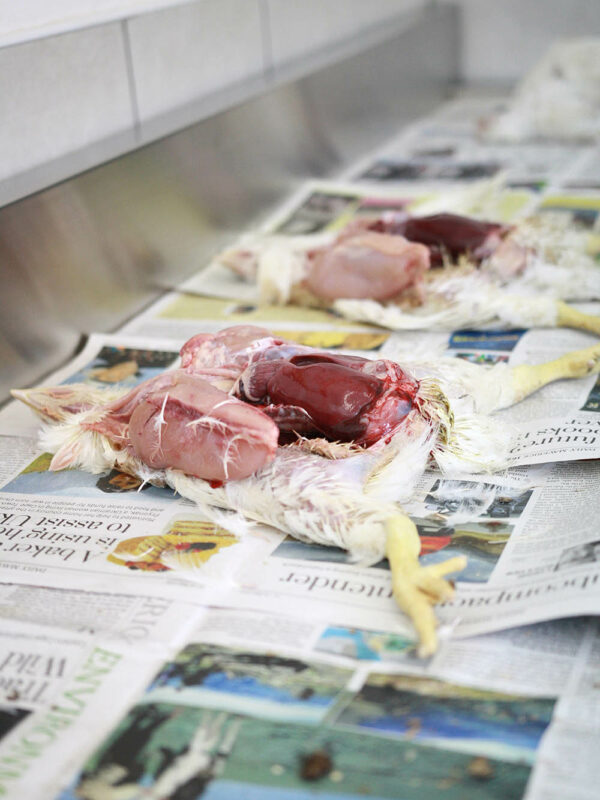 Midlands Poultry Health Centre