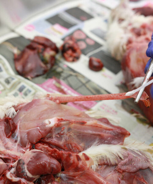 Midlands Poultry Health Centre
