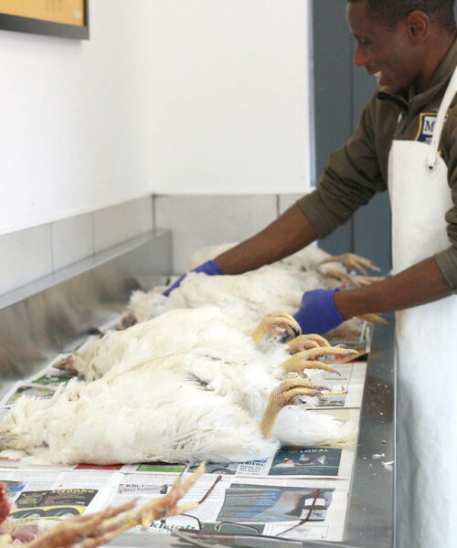 Midlands Poultry Health Centre