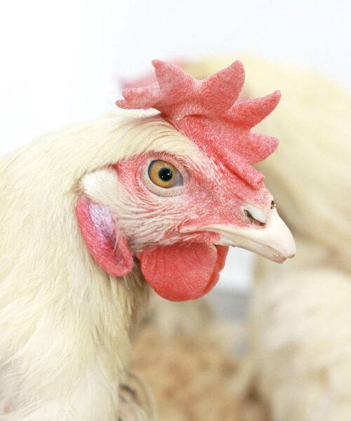 Midlands Poultry Health Centre