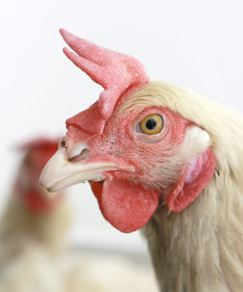Midlands Poultry Health Centre