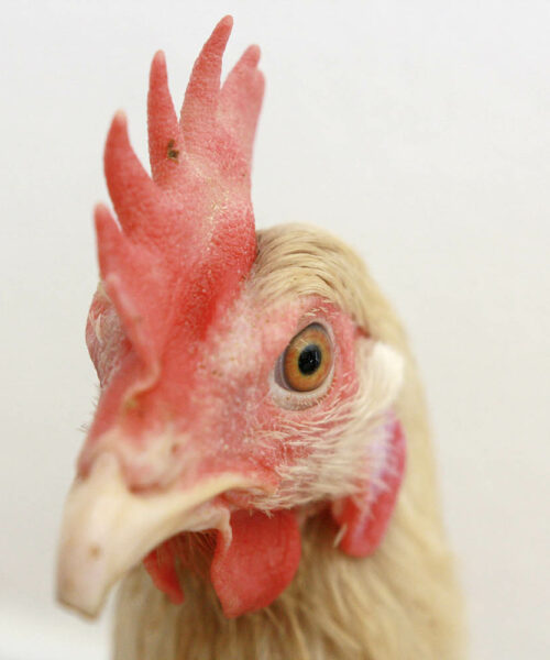 Midlands Poultry Health Centre