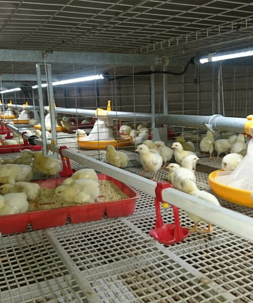 Midlands Poultry Health Centre