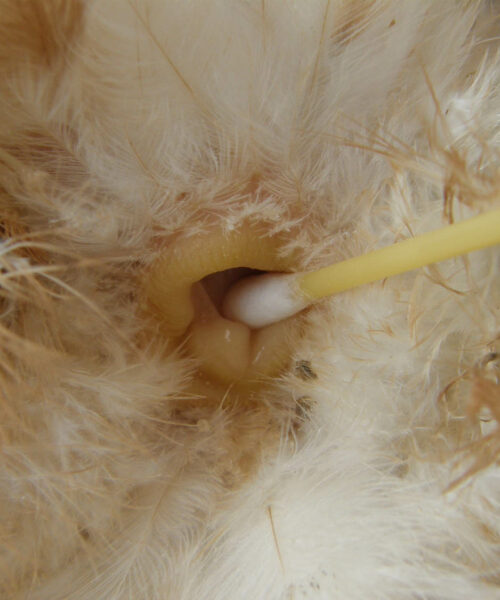 Midlands Poultry Health Centre