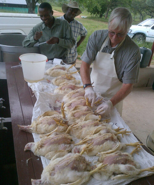 Midlands Poultry Health Centre