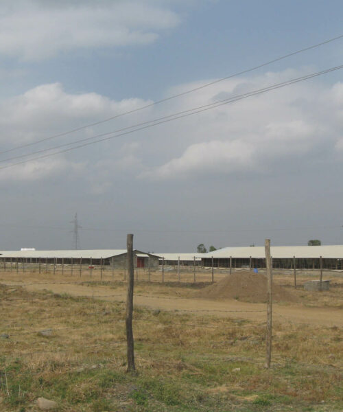 Midlands Poultry Health Centre
