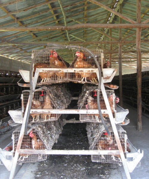 Midlands Poultry Health Centre