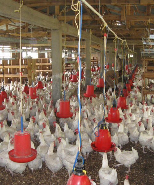 Midlands Poultry Health Centre