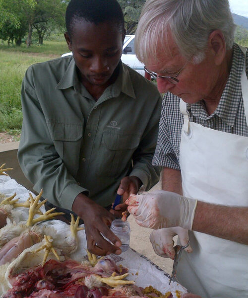 Midlands Poultry Health Centre