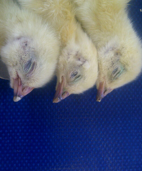 Midlands Poultry Health Centre