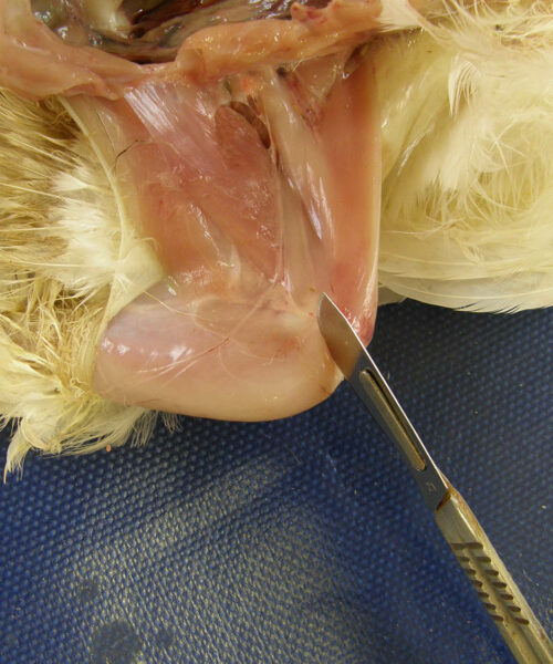 Midlands Poultry Health Centre