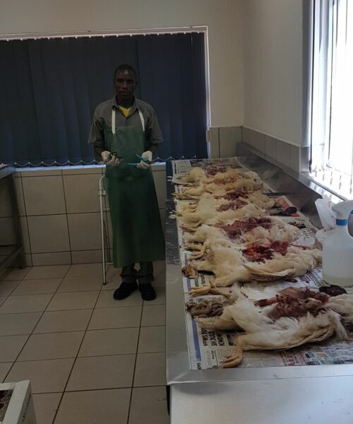 Midlands Poultry Health Centre