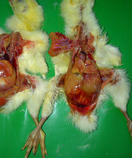 Midlands Poultry Health Centre