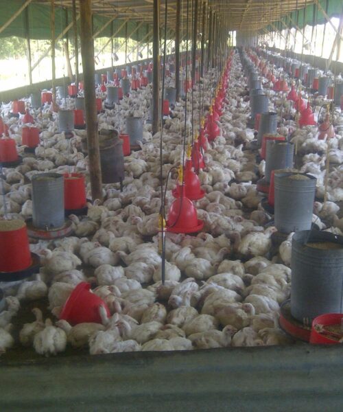 Midlands Poultry Health Centre