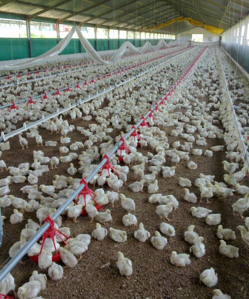 Midlands Poultry Health Centre