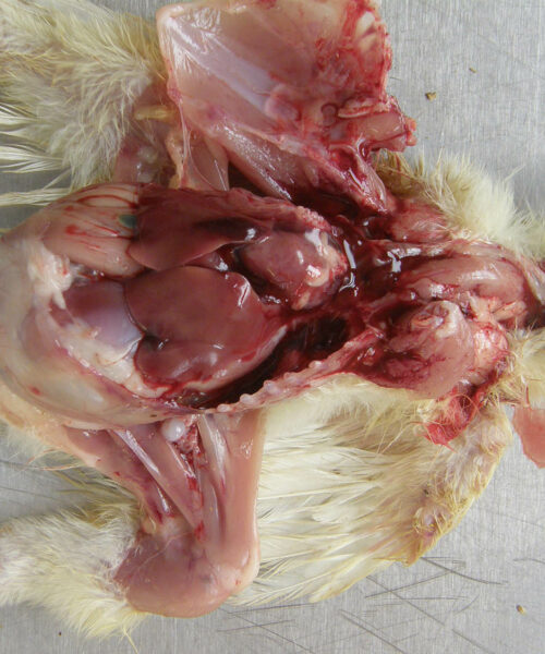 Midlands Poultry Health Centre