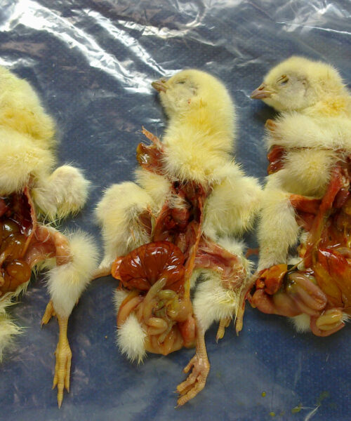 Midlands Poultry Health Centre