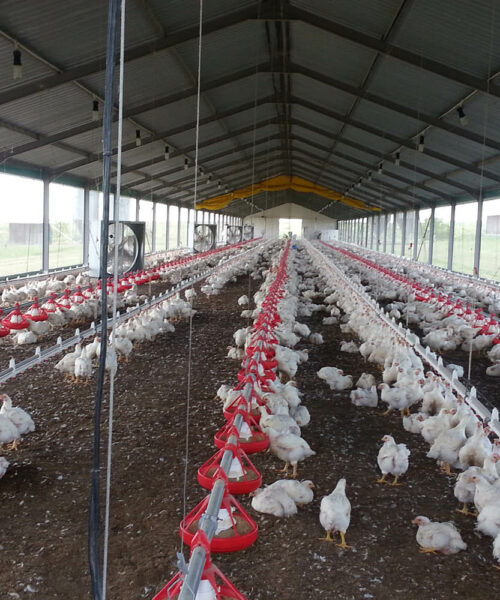 Midlands Poultry Health Centre