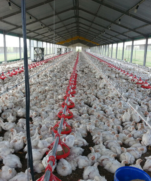 Midlands Poultry Health Centre