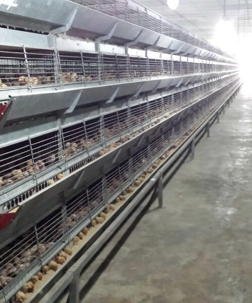 Midlands Poultry Health Centre