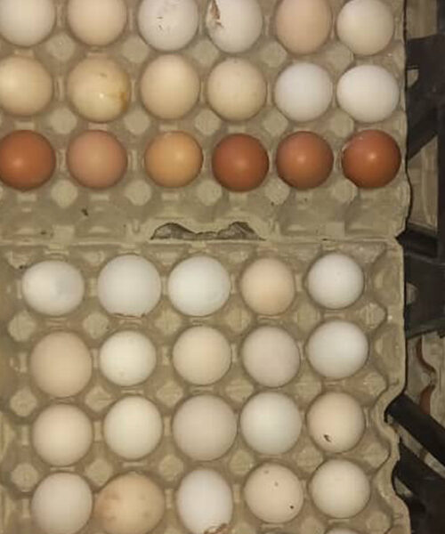 Midlands Poultry Health Centre