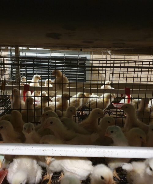 Midlands Poultry Health Centre