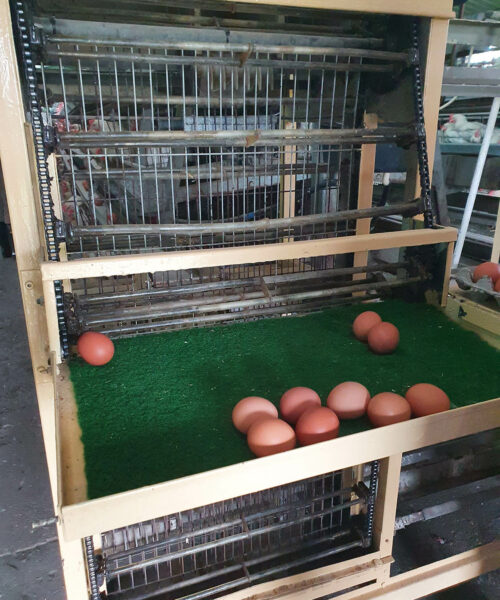 Midlands Poultry Health Centre
