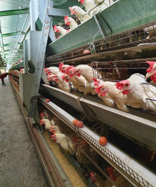 Midlands Poultry Health Centre