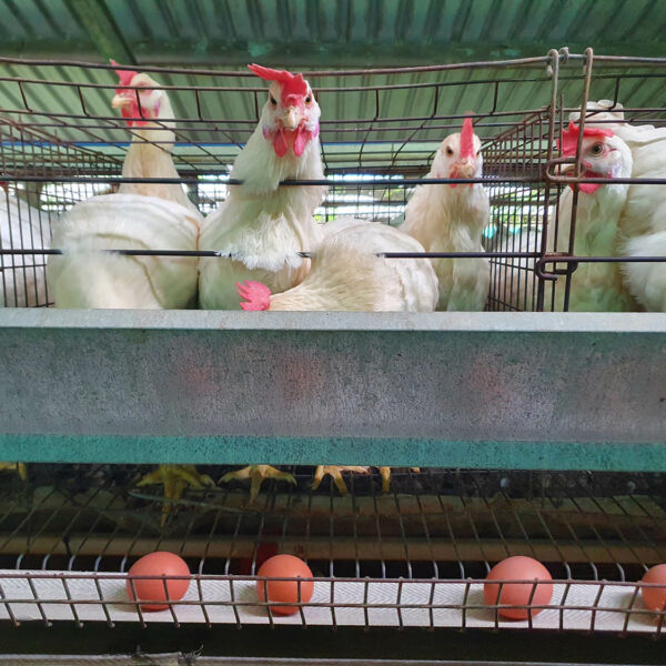 Midlands Poultry Health Centre