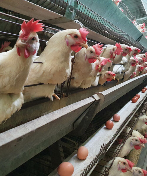 Midlands Poultry Health Centre