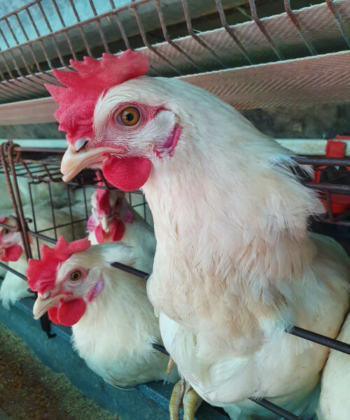 Midlands Poultry Health Centre