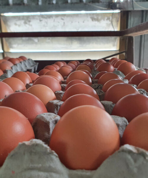 Midlands Poultry Health Centre