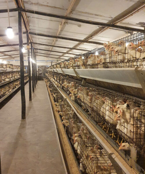 Midlands Poultry Health Centre