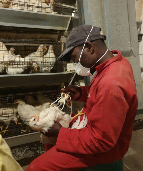 Midlands Poultry Health Centre