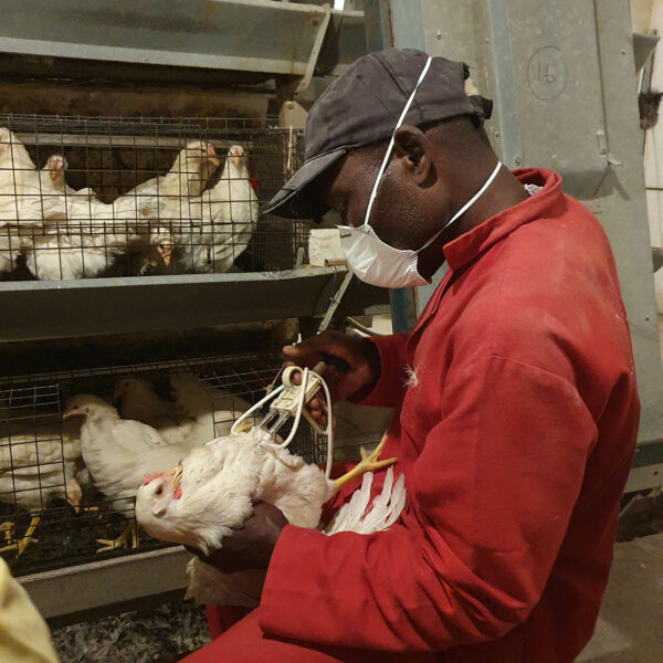 Midlands Poultry Health Centre