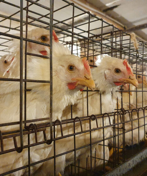Midlands Poultry Health Centre