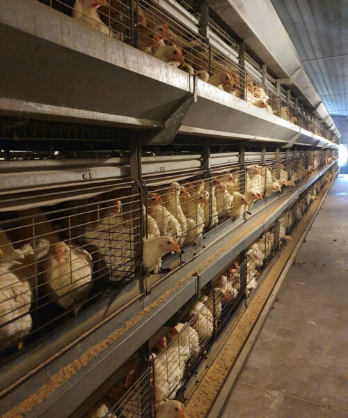 Midlands Poultry Health Centre