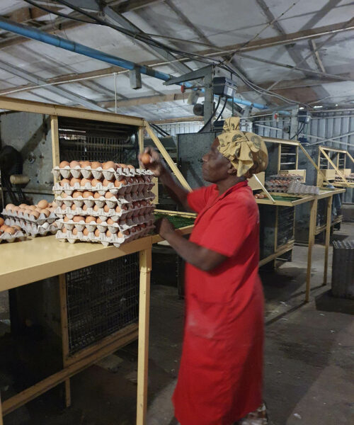 Midlands Poultry Health Centre