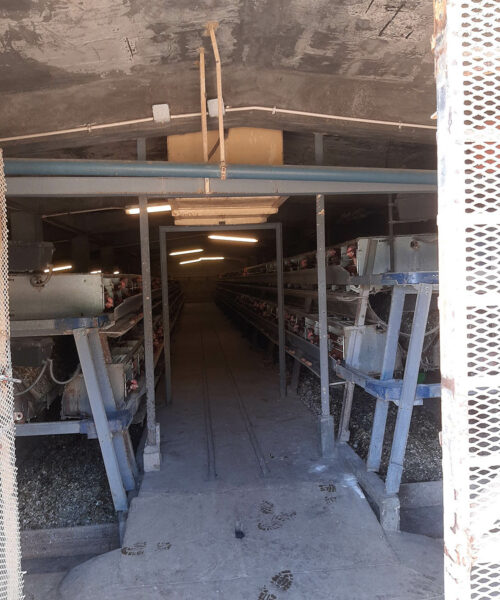 Midlands Poultry Health Centre