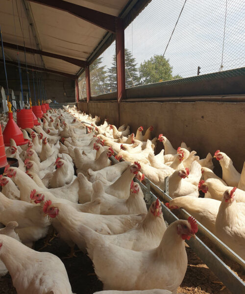 Midlands Poultry Health Centre