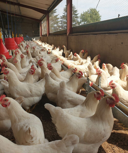 Midlands Poultry Health Centre