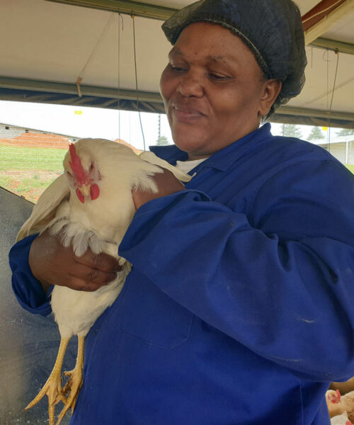 Midlands Poultry Health Centre