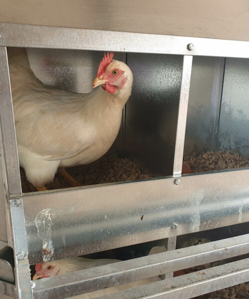 Midlands Poultry Health Centre